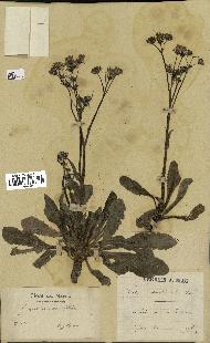 spécimen de Crepis taraxacifolia