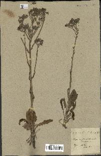 spécimen de Crepis taraxacifolia