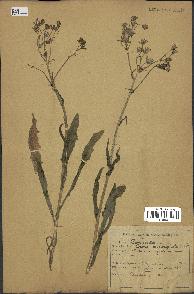 spécimen de Crepis taraxacifolia