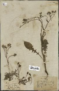 spécimen de Crepis taraxacifolia