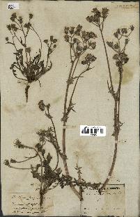 spécimen de Crepis taraxacifolia