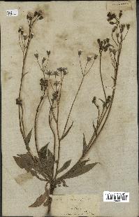 spécimen de Crepis taraxacifolia