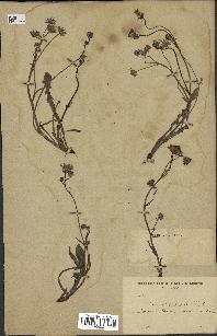 spécimen de Crepis taraxacifolia