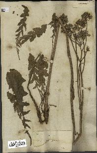 spécimen de Crepis taraxacifolia