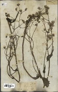 spécimen de Crepis taraxacifolia