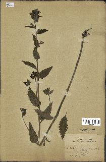 spécimen de Pedicularis resupinata
