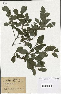 spécimen de Ilex verticillata