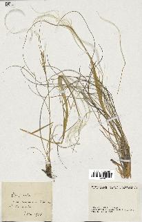 spécimen de Stipa pennata