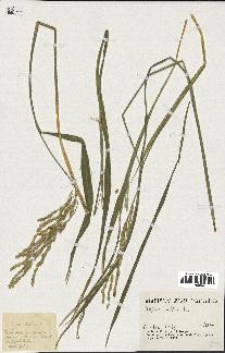 spécimen de Oryza sativa