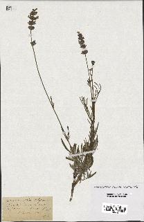 spécimen de Lavandula latifolia x spica