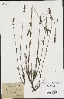 spécimen de Lavandula latifolia