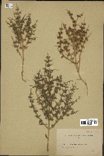 spécimen de Teucrium spinosum