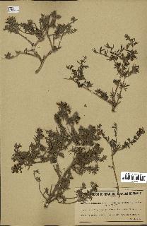 spécimen de Teucrium brevifolium