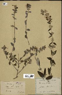 spécimen de Teucrium fruticans