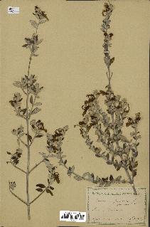 spécimen de Teucrium fruticans