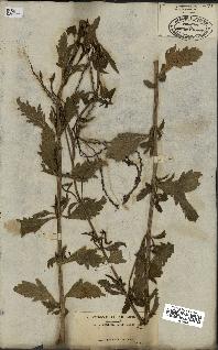 spécimen de Verbena officinalis