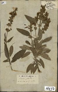 spécimen de Salvia officinalis