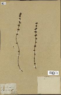 spécimen de Teucrium campanulatum