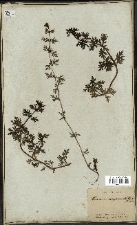 spécimen de Teucrium campanulatum