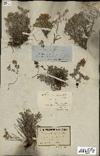 spécimen de Teucrium brevifolium