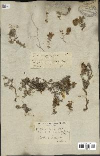 spécimen de Teucrium brevifolium