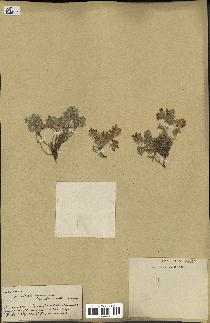 spécimen de Teucrium brevifolium