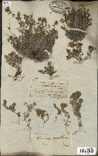 spécimen de Teucrium brevifolium