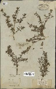 spécimen de Teucrium brevifolium