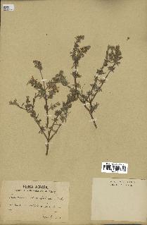 spécimen de Teucrium brevifolium