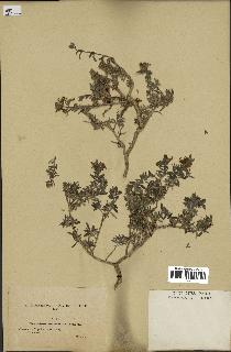 spécimen de Teucrium brevifolium