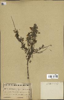 spécimen de Teucrium brevifolium