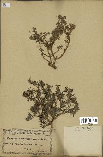 spécimen de Teucrium brevifolium