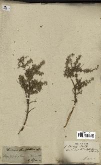 spécimen de Teucrium brevifolium