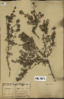 spécimen de Teucrium brevifolium