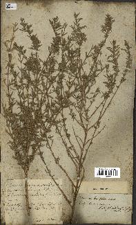 spécimen de Teucrium brevifolium