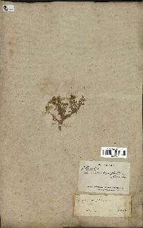 spécimen de Teucrium brevifolium