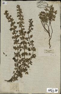 spécimen de Teucrium botrys