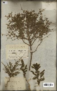 spécimen de Teucrium spinosum