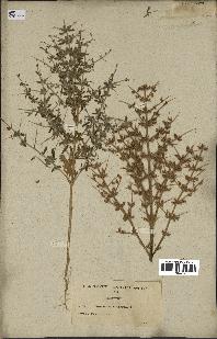 spécimen de Teucrium spinosum