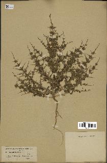 spécimen de Teucrium spinosum