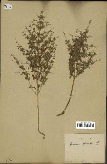 spécimen de Teucrium spinosum