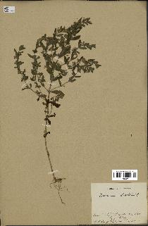 spécimen de Teucrium scordium