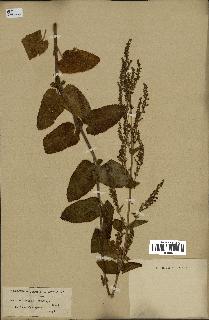 spécimen de Teucrium scorodonia