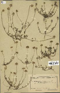 spécimen de Anthemis arvensis