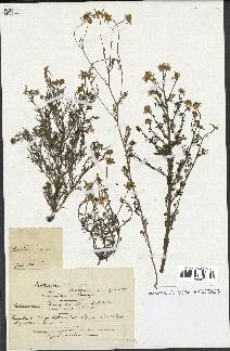 spécimen de Anthemis arvensis