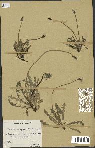 spécimen de Taraxacum alpinum