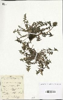 spécimen de Taraxacum pallescentiforme