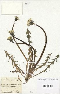 spécimen de Taraxacum hamatiforme