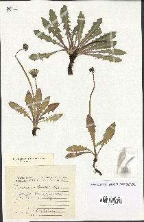 spécimen de Taraxacum officinale