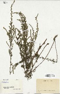 spécimen de Artemisia sp.